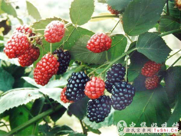 中华涂姓宗亲网