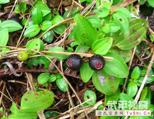 中华涂姓宗亲网