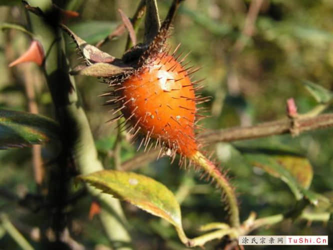 中华涂姓宗亲网